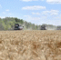 Наши кормильцы продолжают собирать урожай - Вольская жизнь
