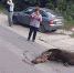 Водителю за сбитого лося грозит штраф в 80 тысяч рублей - Wolsk.Ru