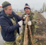 Аллею лип, высаженную весной, подготовили к зиме - Вольская жизнь