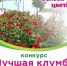 За лучшую клумбу вольчан опят ждут призы - Вольская жизнь