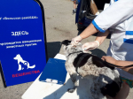 В последний день лета Айболиты отмечают свой профессиональный праздник